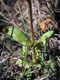 Centaurium erythraea