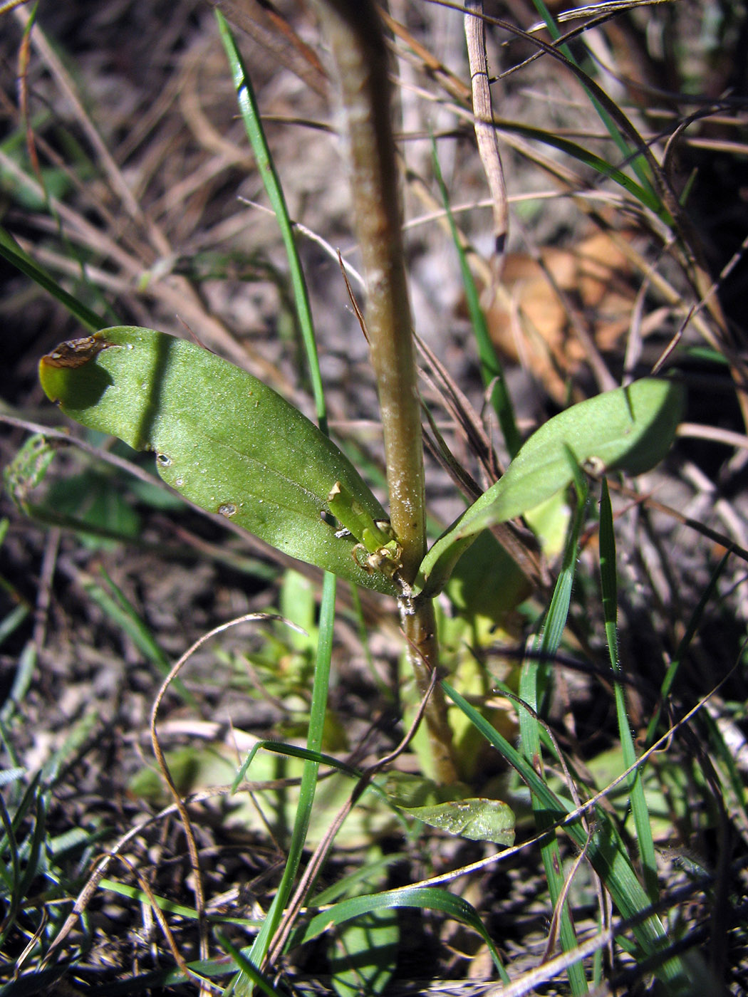 Image of Centaurium erythraea specimen.