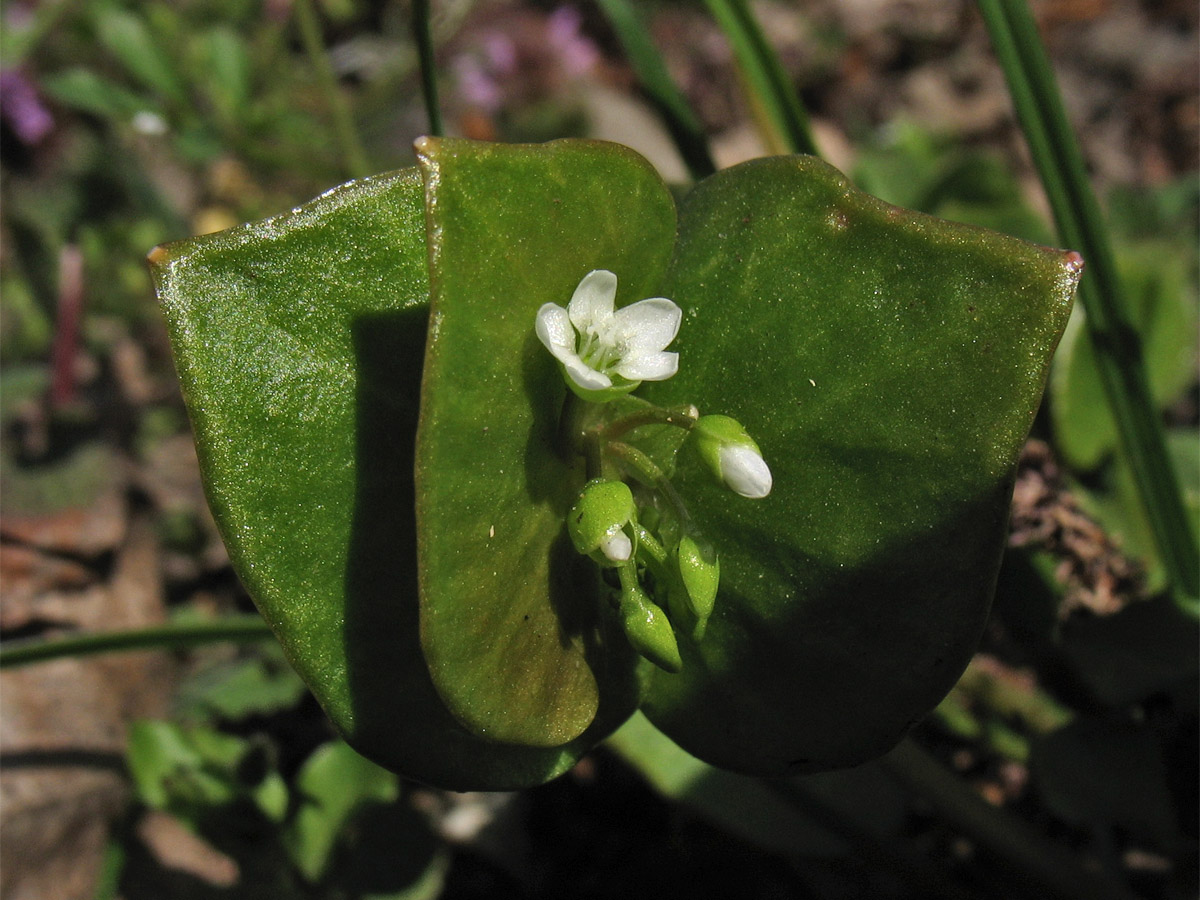 Изображение особи Claytonia perfoliata.