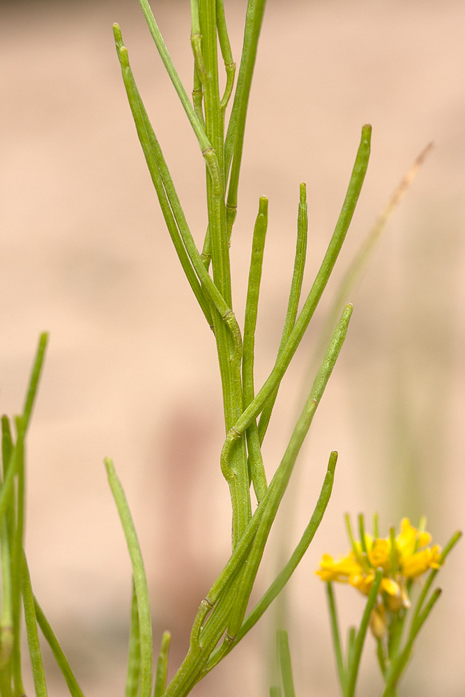 Изображение особи Barbarea stricta.