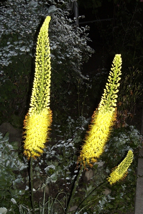 Image of Eremurus stenophyllus specimen.
