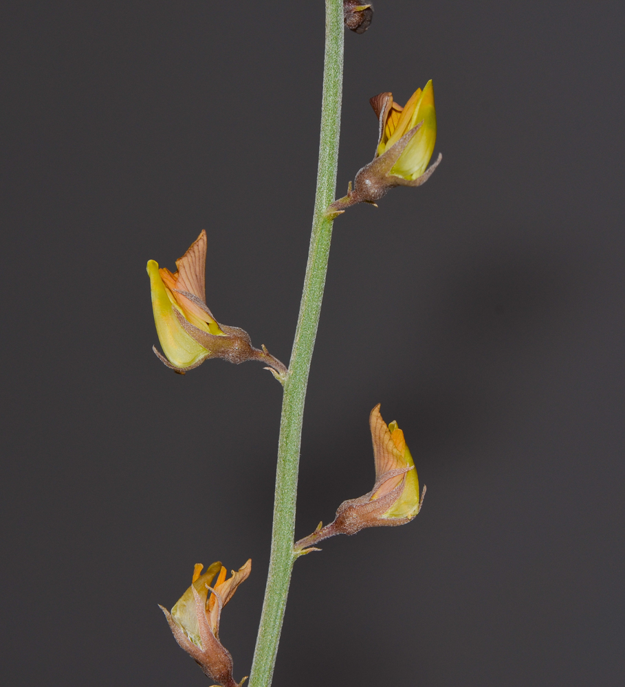 Image of Crotalaria aegyptiaca specimen.