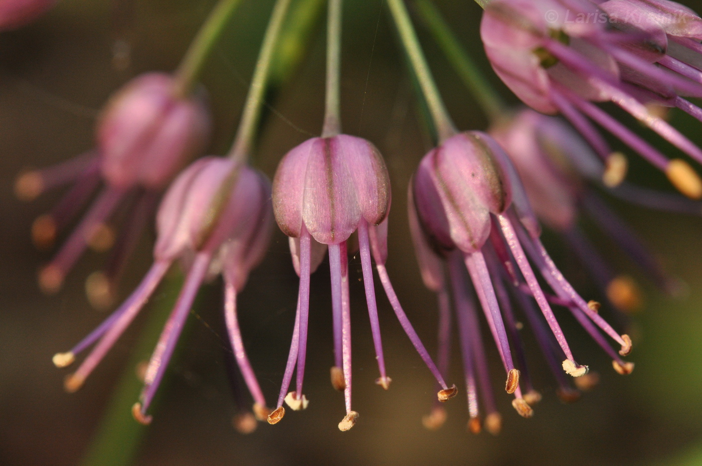 Изображение особи Allium sacculiferum.