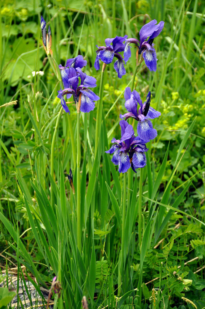 Image of Iris sibirica specimen.