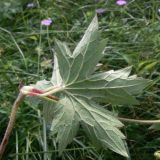 Geranium wlassovianum