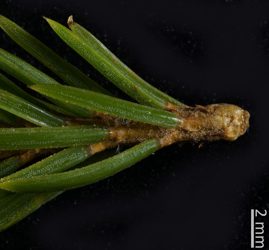 Image of Picea obovata specimen.