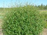 Aconogonon amgense