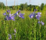 Veronica teucrium. Верхушки соцветий отцветающих растений. Республика Татарстан, Зеленодольский р-н, окр. с. Урняк, луг. 19.06.2015.