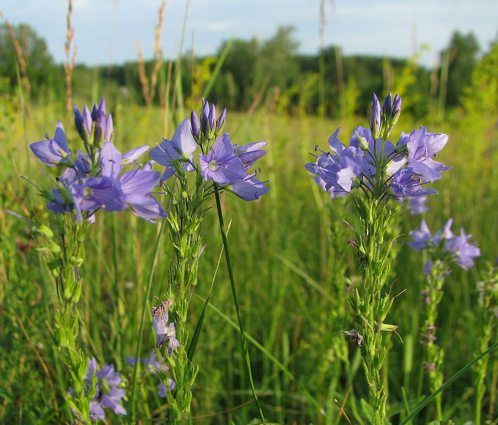 Изображение особи Veronica teucrium.