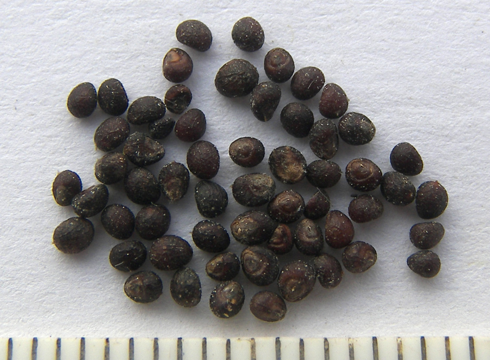 Image of Teucrium krymense specimen.
