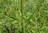 Valeriana dubia