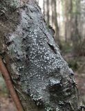 genus Pertusaria. Таллом с апотециями. Архангельская обл., Приморский р-н, окр. пос. Боброво, лес, на стволе. 14.05.2013.