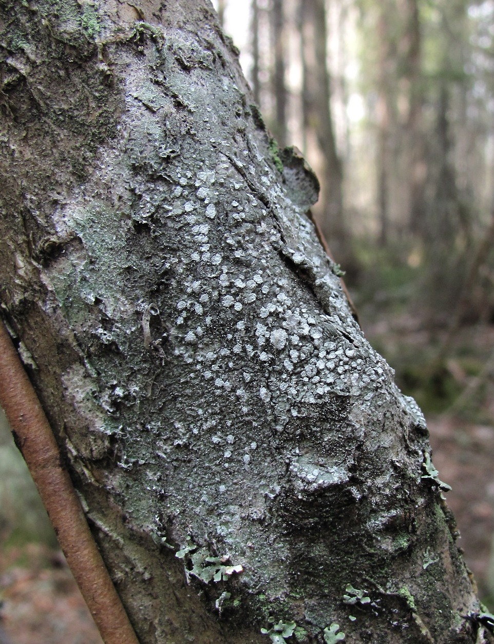 Image of genus Pertusaria specimen.