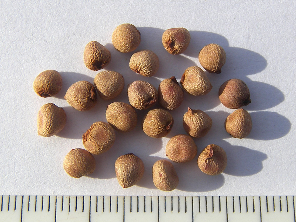Image of Arum korolkowii specimen.