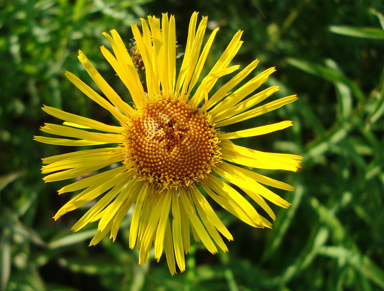 Image of Inula salicina specimen.