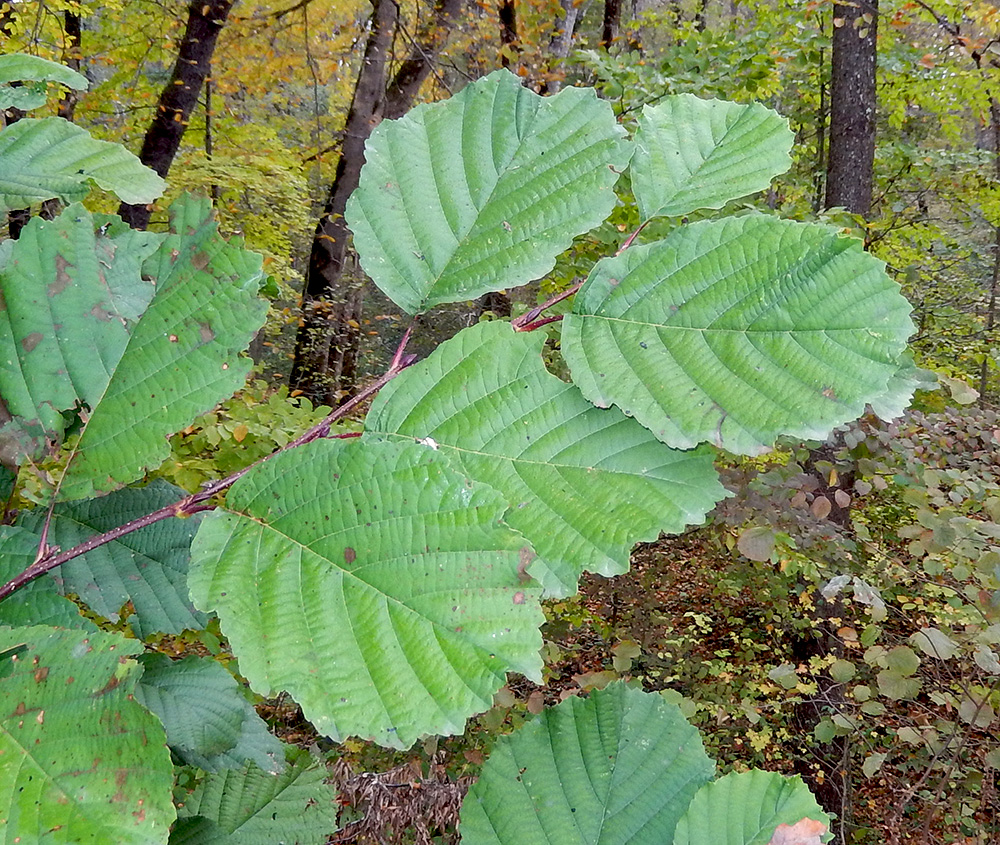 Изображение особи Alnus glutinosa.