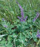 Salvia verticillata