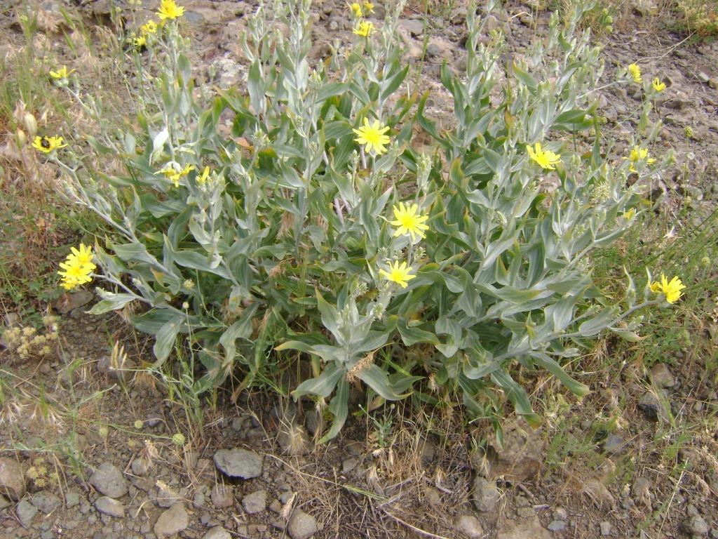 Image of Scorzonera latifolia specimen.