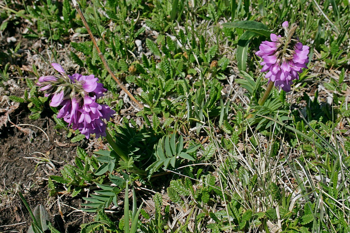 Изображение особи Hedysarum austrosibiricum.