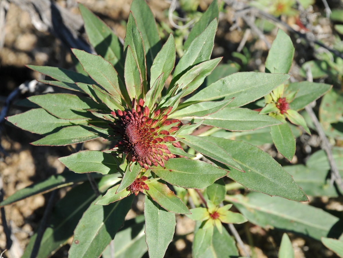 Image of Eremothera boothii specimen.