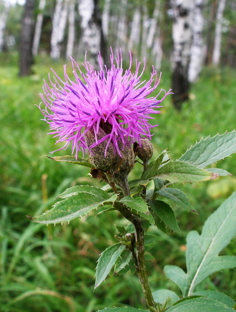 Изображение особи Serratula coronata.