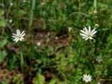Stellaria graminea
