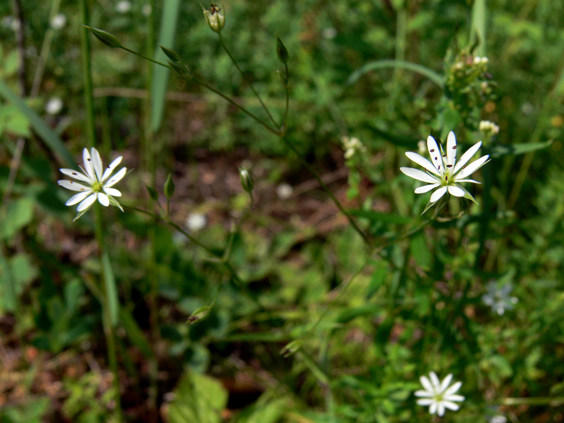 Изображение особи Stellaria graminea.
