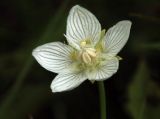 Parnassia palustris. Цветок с клещом. Костромская обл., окраина г. Кострома, долина р. Солонка, заболоченный участок. 21.07.2016.