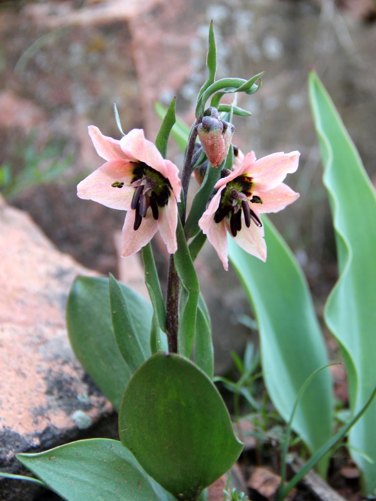 Изображение особи Fritillaria rugillosa.