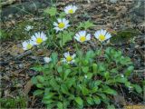 Bellis perennis