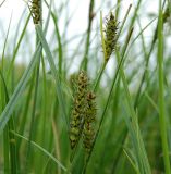 Carex melanostachya