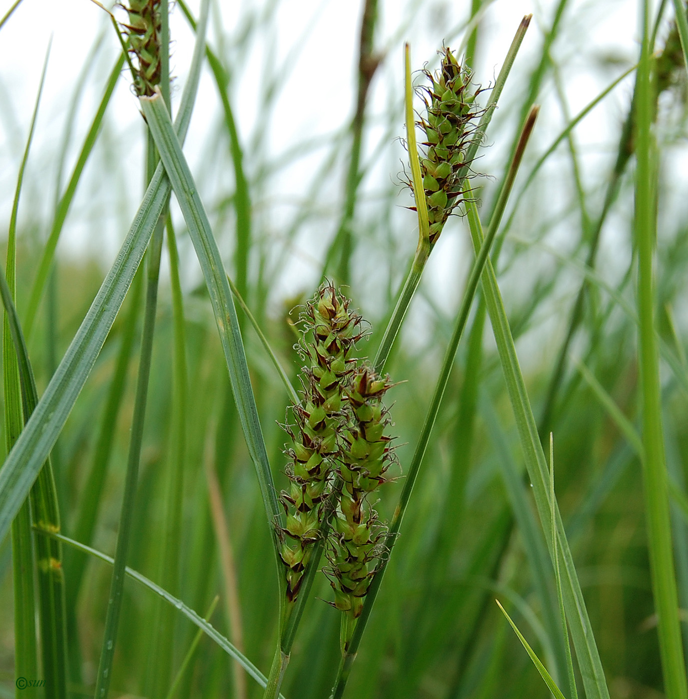 Image of Carex melanostachya specimen.