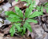 Anemone ranunculoides. Растение на стадии бутонизации (цвет и фома листьев несколько изменены из-за внутритканевого развития ржавчинного гриба). Украина, Киев, заказник \"Лесники\", низинная часть. 5 апреля 2010 г.