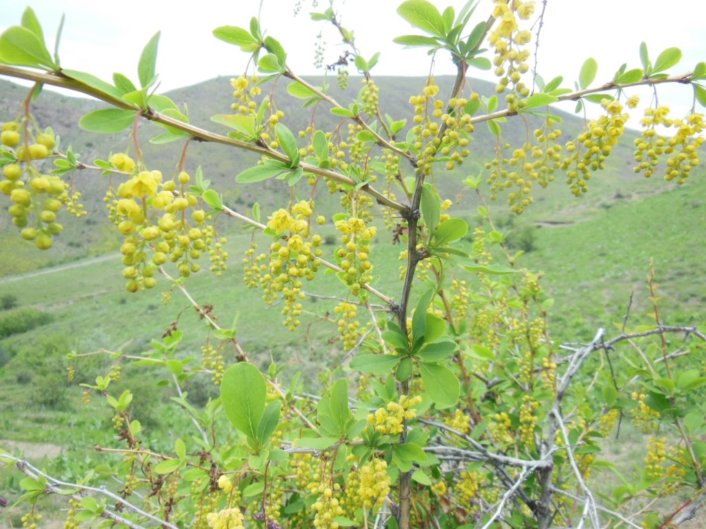 Изображение особи Berberis vulgaris.