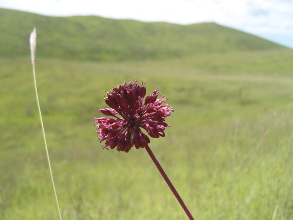 Image of Allium fuscoviolaceum specimen.