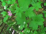 Geranium gracile