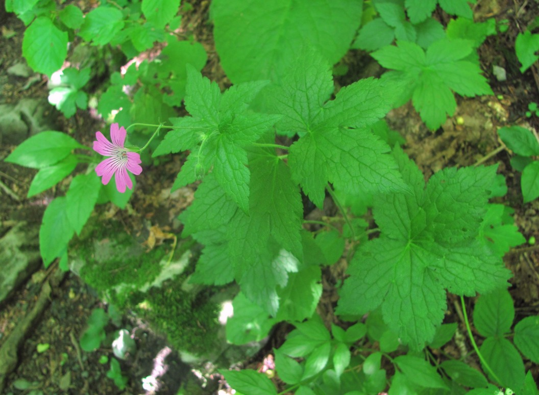 Image of Geranium gracile specimen.