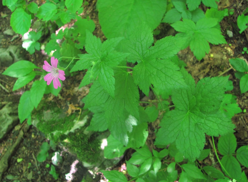 Изображение особи Geranium gracile.