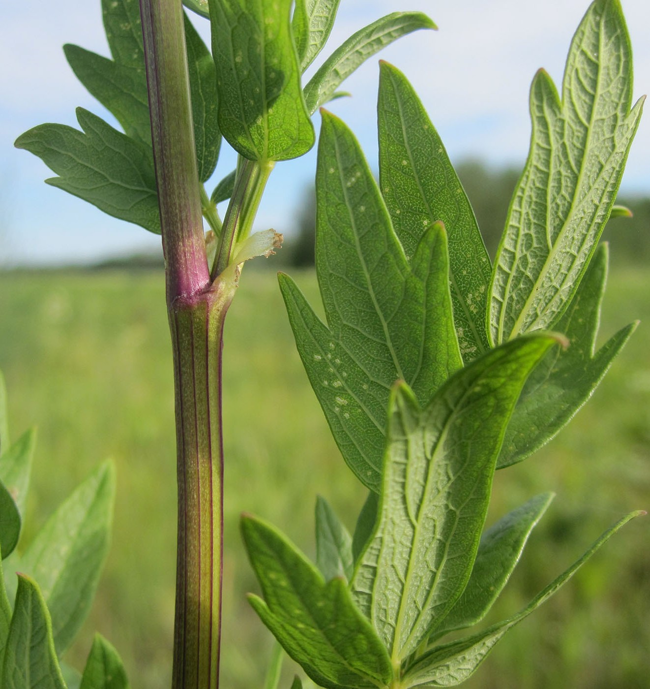 Image of Thalictrum appendiculatum specimen.