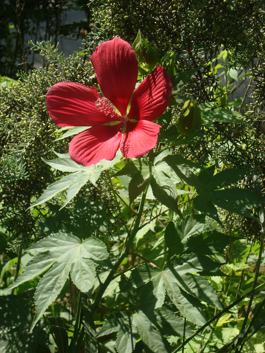 Изображение особи род Hibiscus.