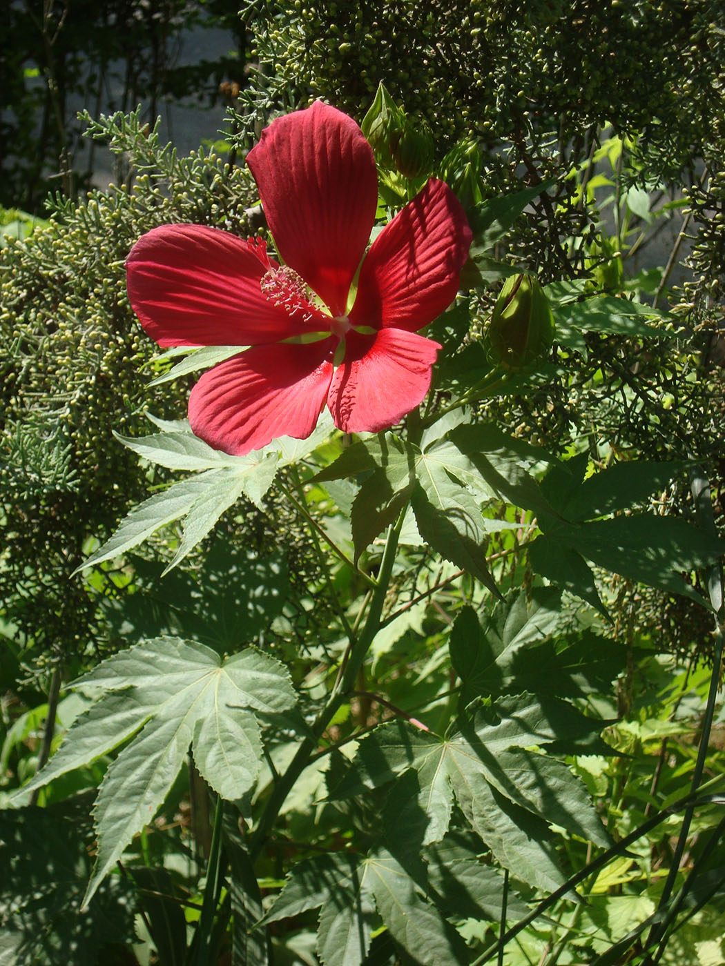 Image of genus Hibiscus specimen.