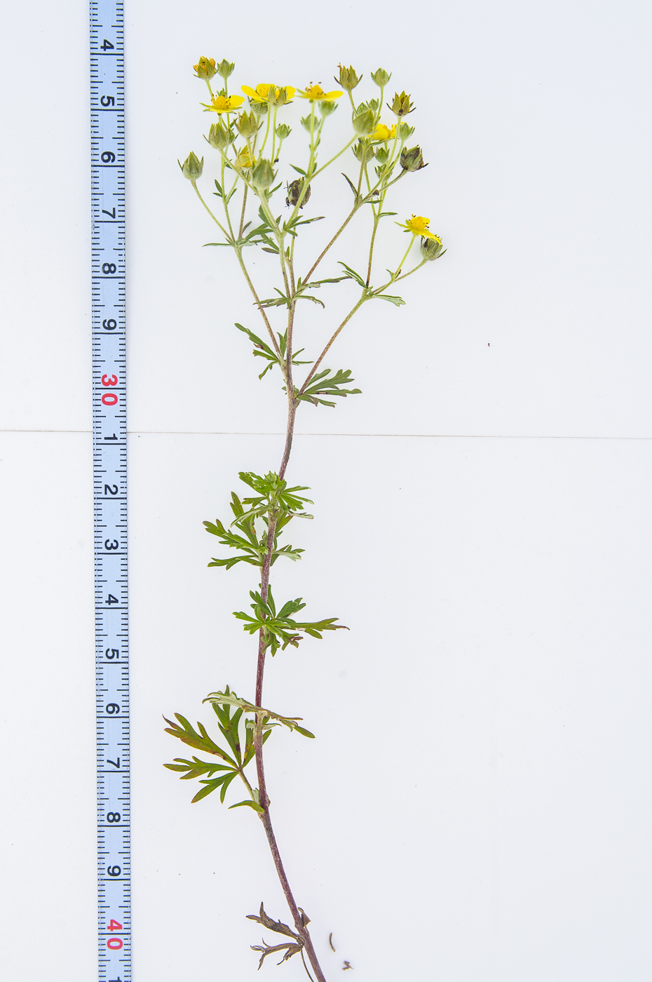 Изображение особи Potentilla argentea.