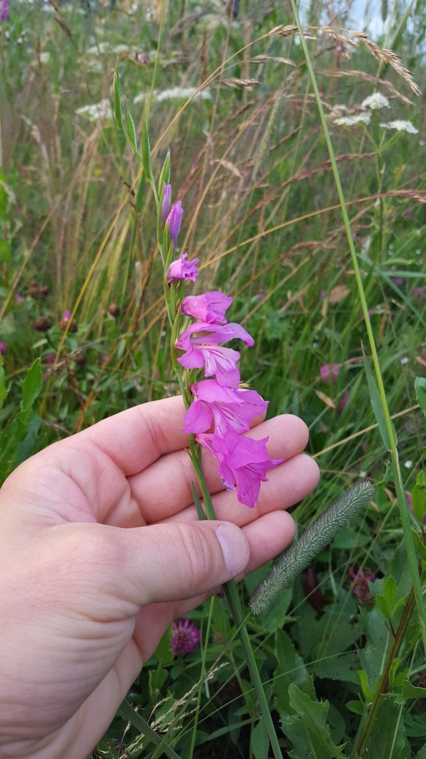 Image of Gladiolus imbricatus specimen.