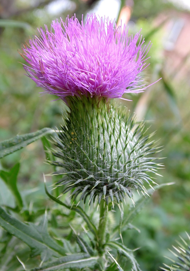 Image of Cirsium vulgare specimen.