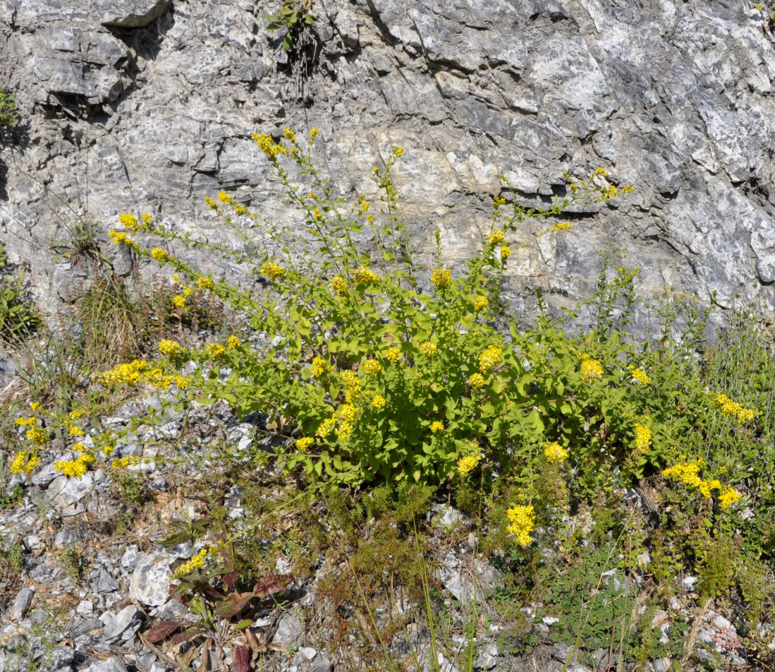 Изображение особи Solidago virgaurea.