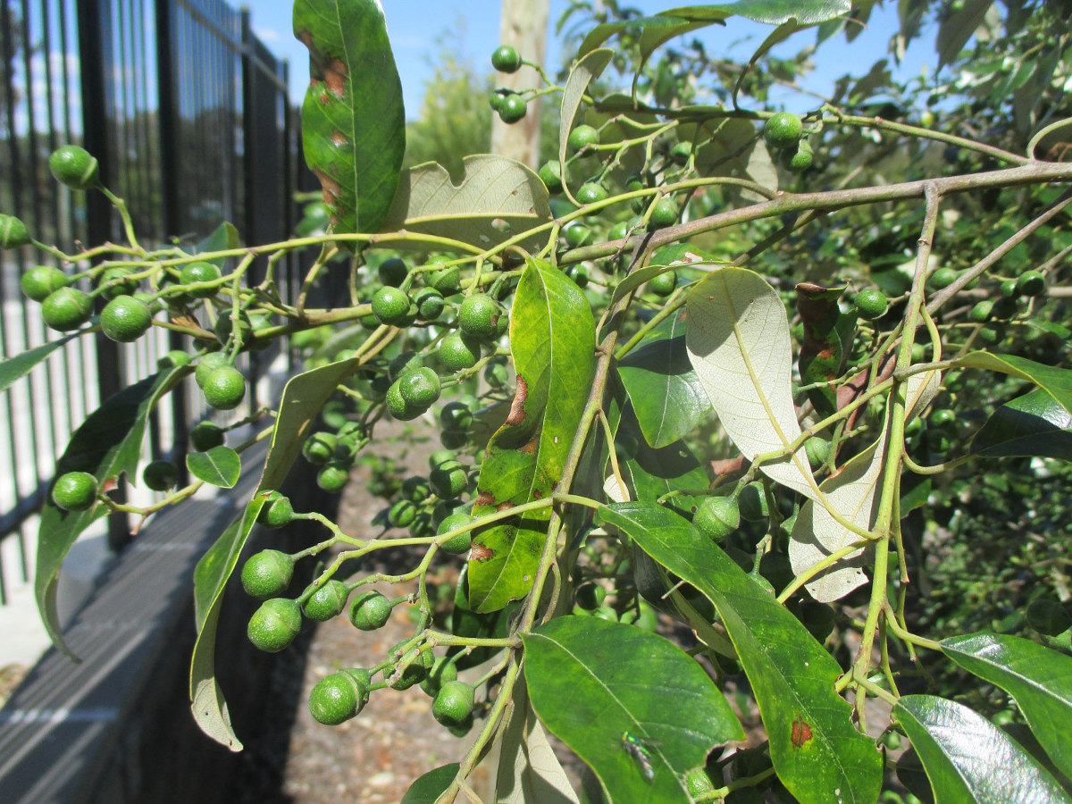 Image of Alphitonia excelsa specimen.