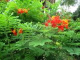 Caesalpinia pulcherrima