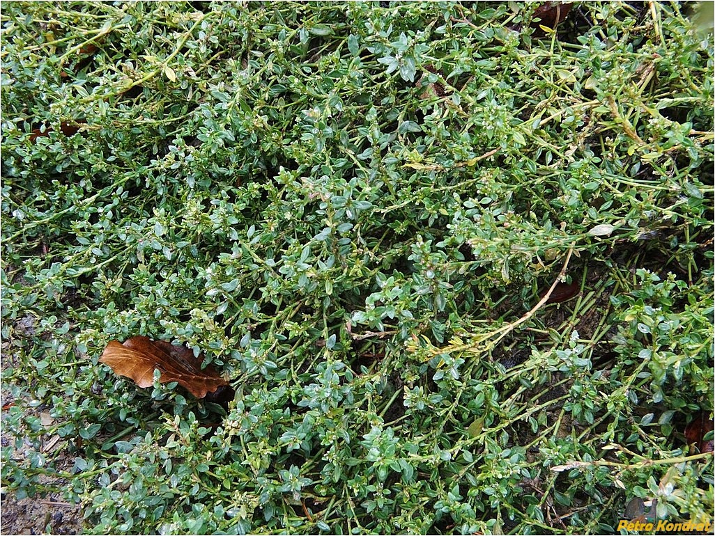 Изображение особи род Polygonum.