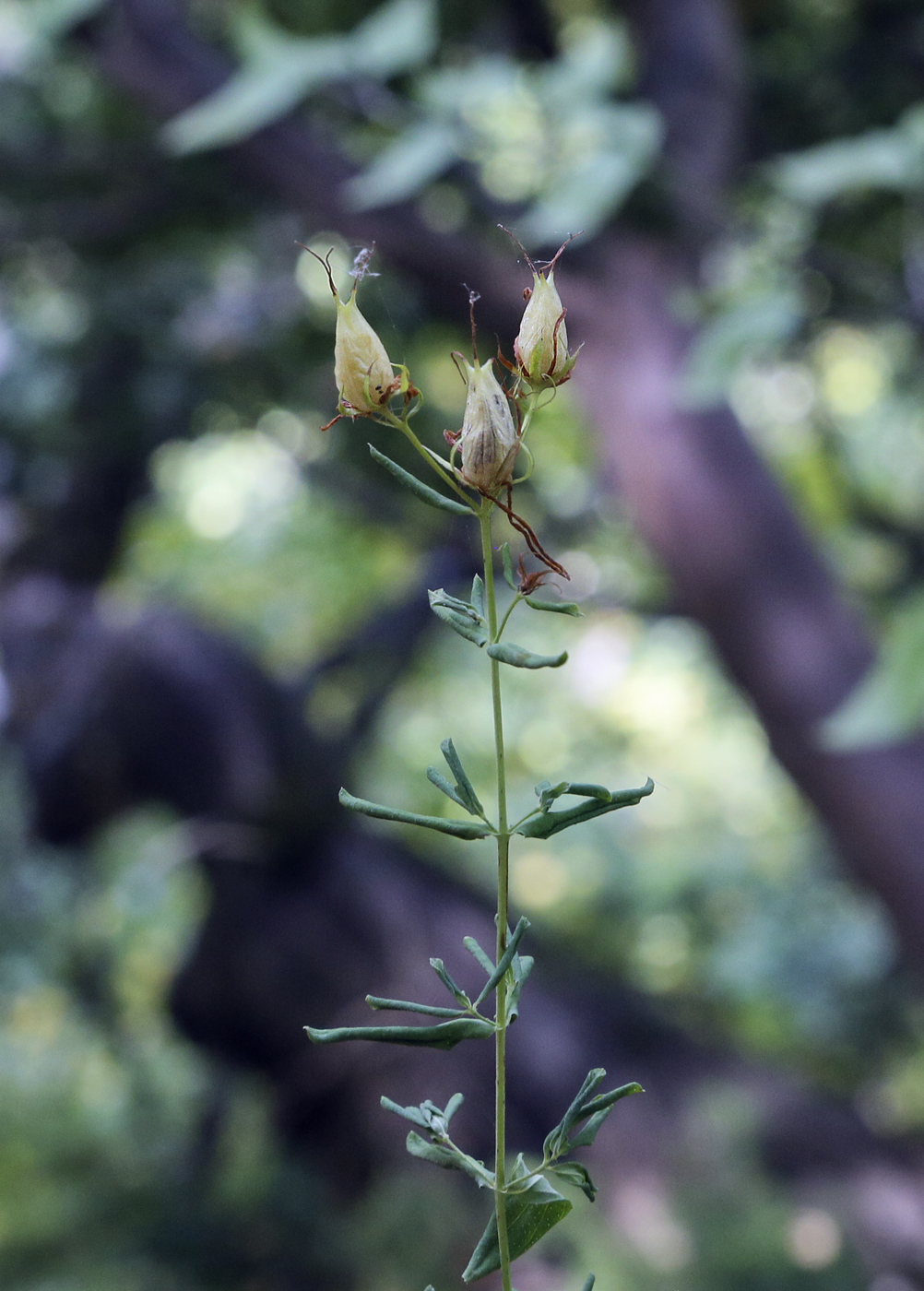 Image of Hypericum perforatum specimen.