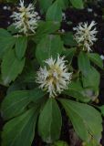 Pachysandra terminalis